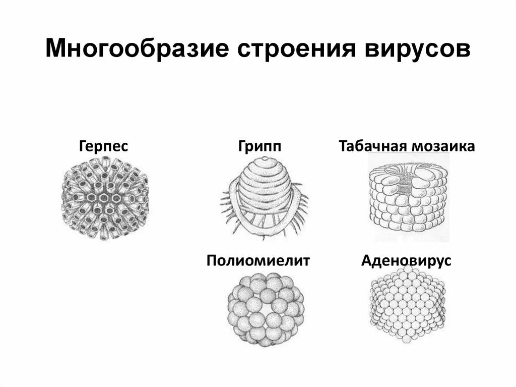 Рисунок вирусная частица - Olphoto.ru