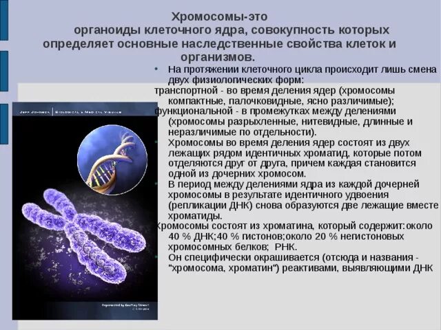 Хромосома это в биологии. Хромосомы в ядре клетки. Хромосомы информация.