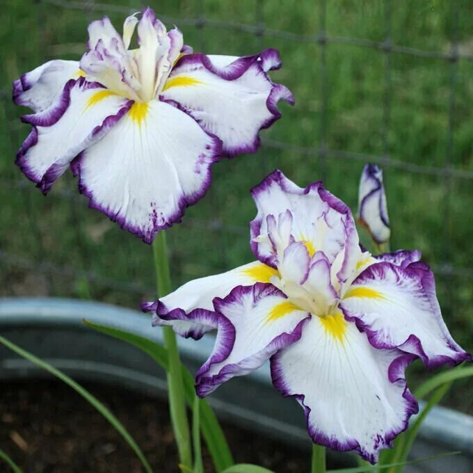 Ирис лайт. Ирис сибирский хаббард. Ирис sugar dome. Ирис сибирский шугар раш. Ирис лайт.