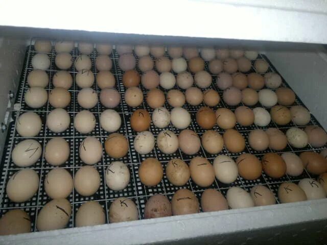 Решётка для утиных яиц в инкубатор Несушка би 2. Плата от инкубатора Несушка би 2. Вентиляторы в инкубаторе Несушка би-1 би-2. Решетки для яиц купить