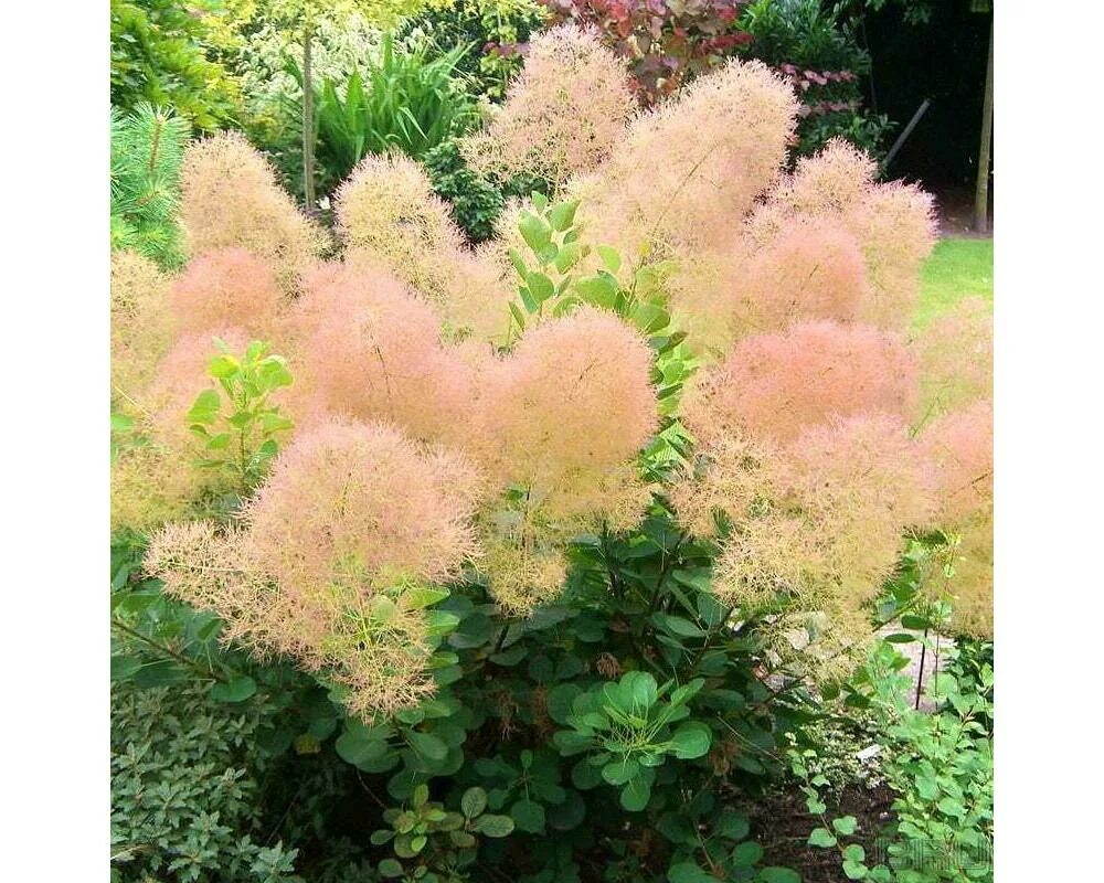 Скумпия кожевенная флависсимо. Скумпия кожевенная (cotinus coggygria `royal purple`). Куст скумпия. Скумпия кожевенная. Скумпия грейс кустарник.