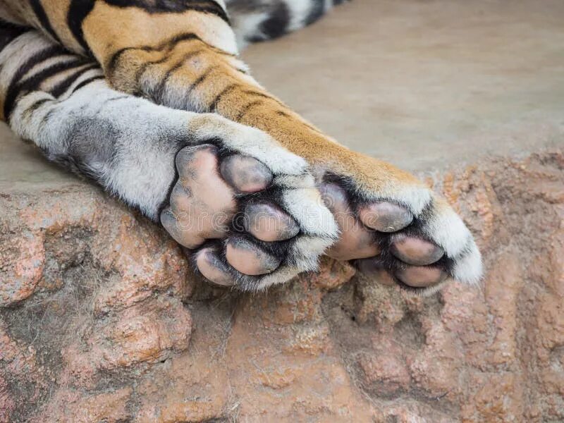 Tiger feet. Tiger feet. Tiger feet. Tiger feet. Трость лапа тигра.