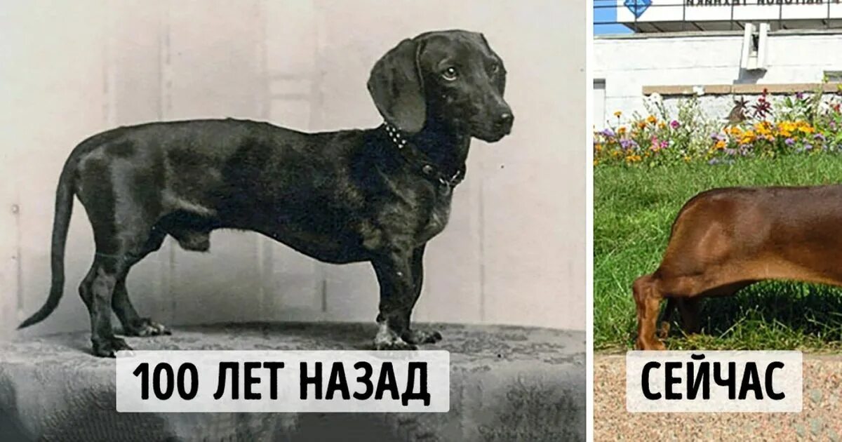 Собаки раньше и сейчас. Собаки 100 лет назад и сейчас. такса 100 лет назад. породистые таксы 100 лет назад и сейчас. эволюция пород собак.