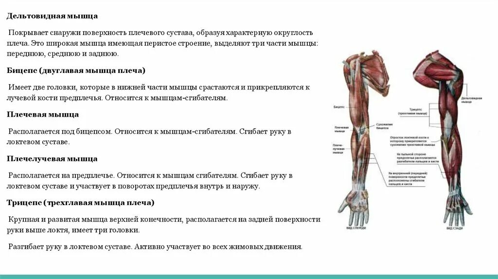 Стороны предплечья