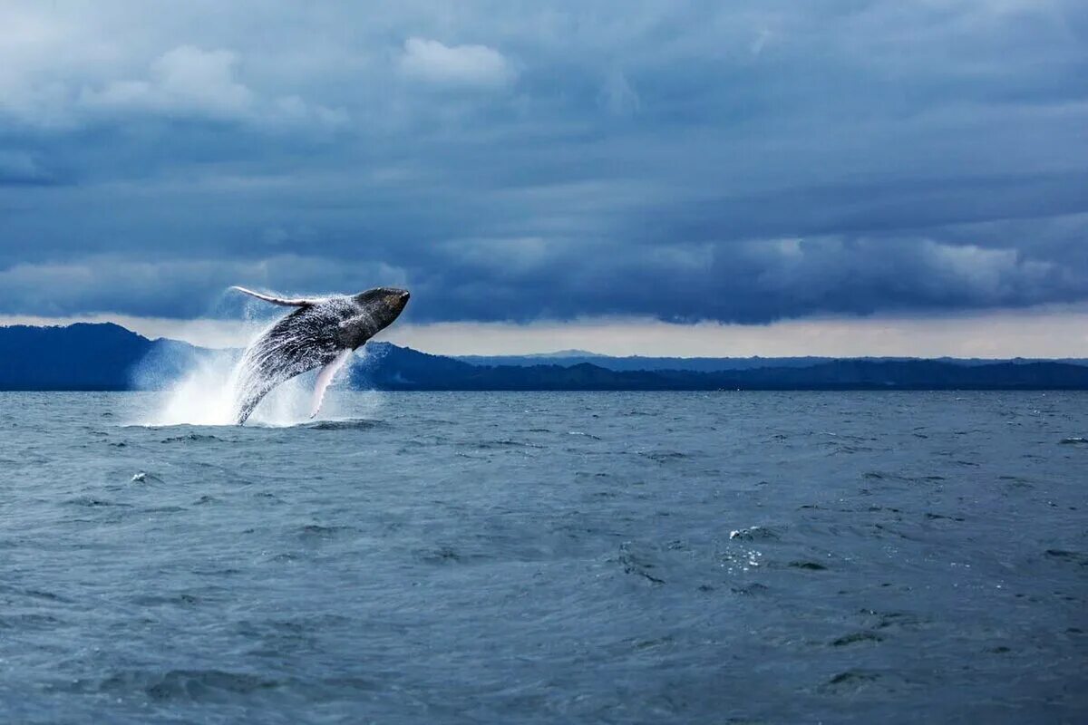 Японский кит. Следит кит. Серый кит териберка. Самана киты. Следит кит.