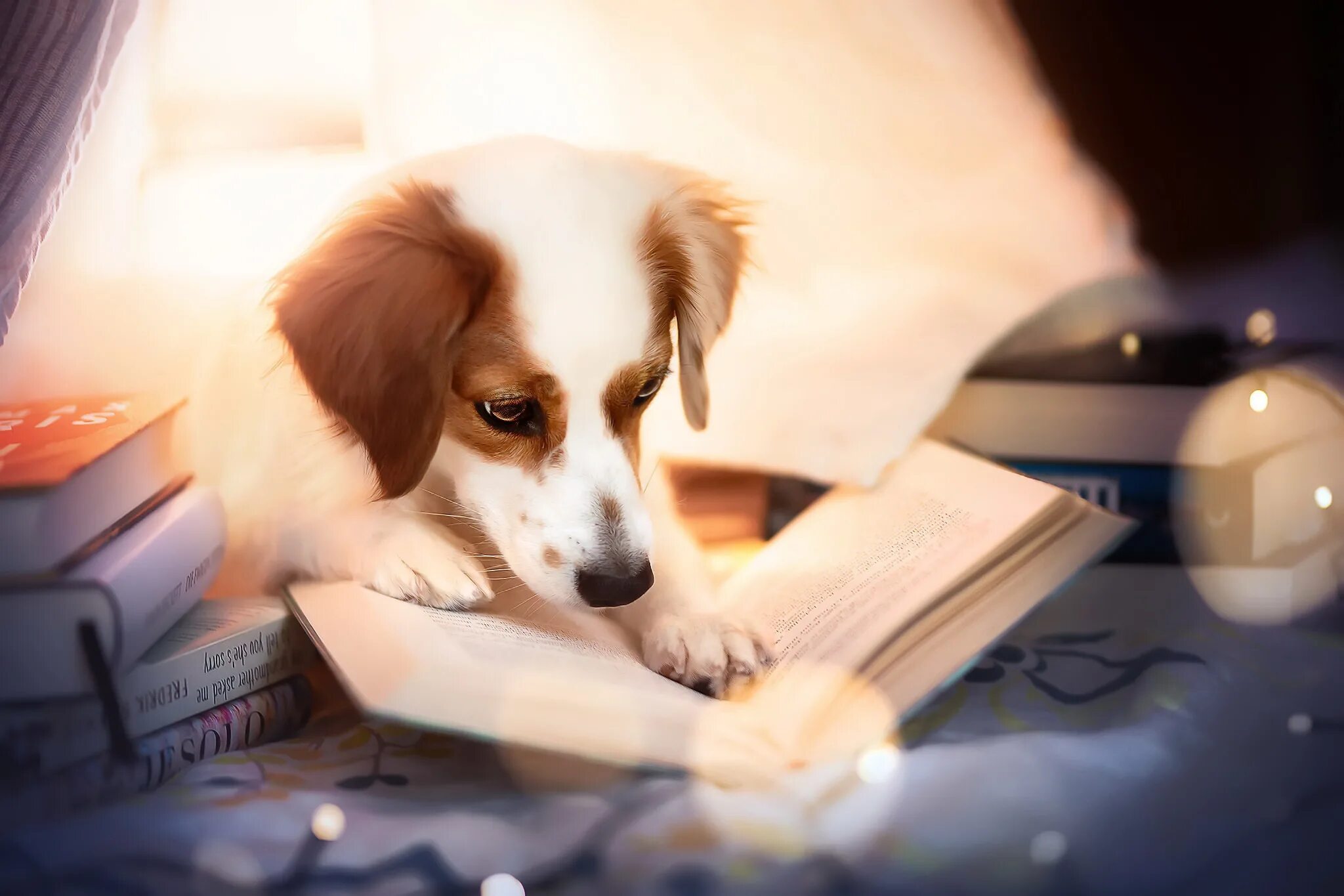 Book my dog. Книги про собак. Собака с книжкой. Книжка про щенка. Книга животные.