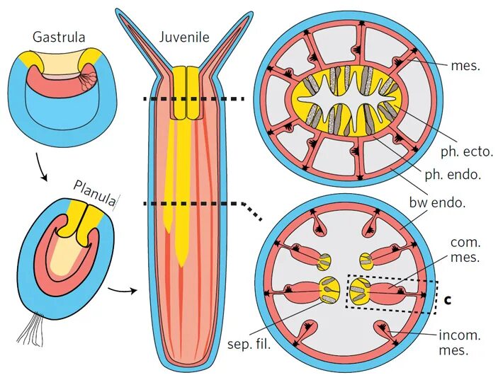 Актиния цикл развития. Зародышевые листки актинии. Nematostella. Nematostella vectensis.