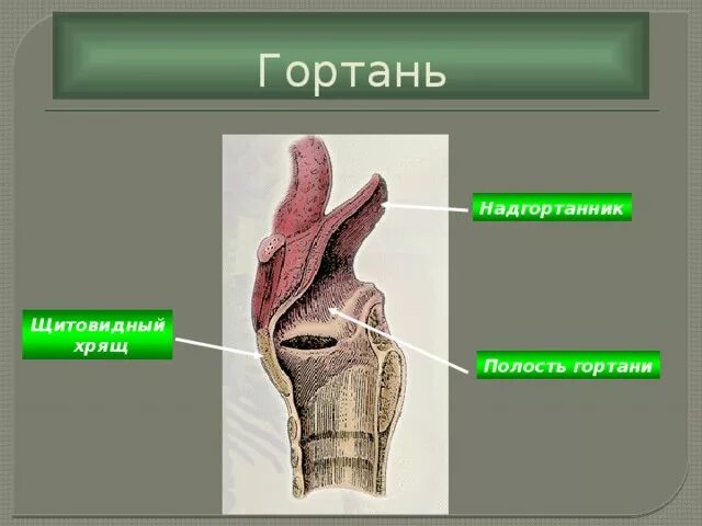 Гортань у птиц. Строение гортани надгортанник. Нижняя гортань у птиц.