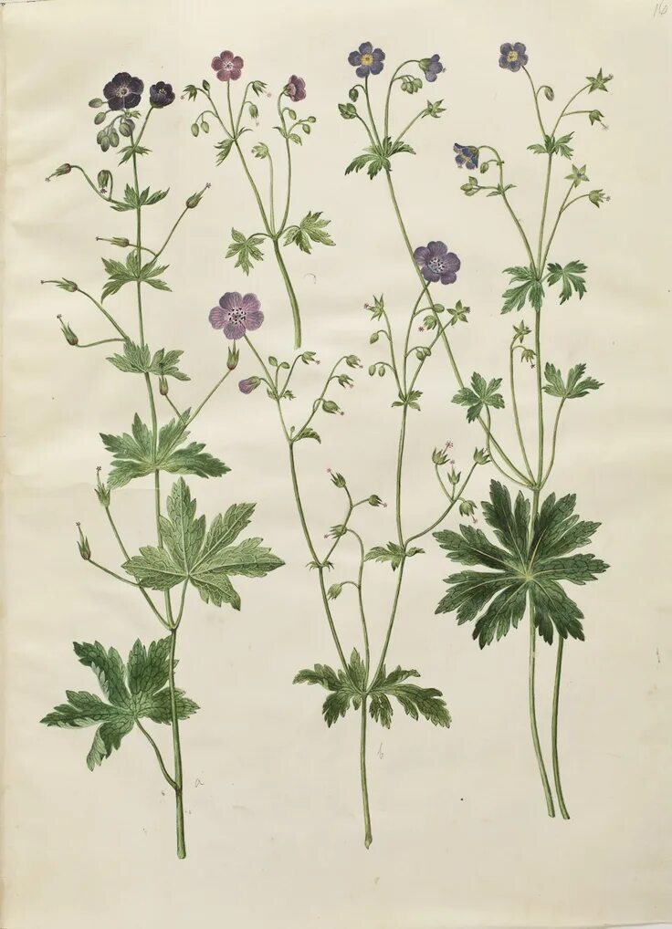 Герань строение. Geranium sylvaticum. герань луговая ботанический. герань луговая гербарий. герань луговая и лесная.