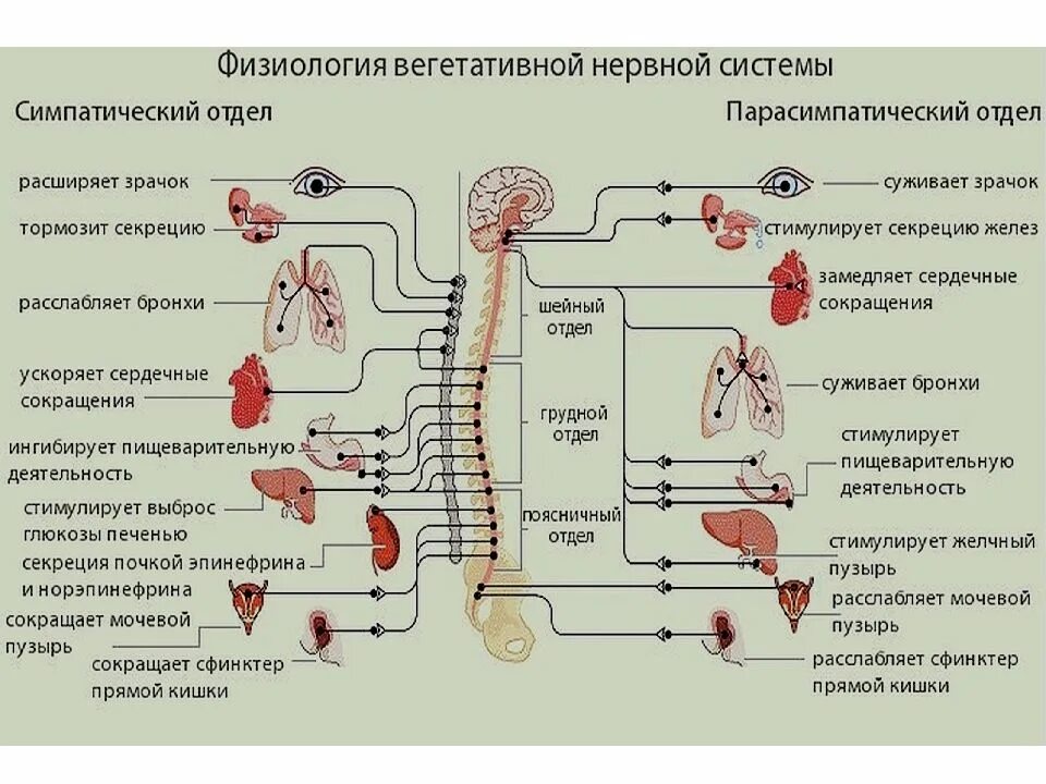 Центры парасимпатического отдела вегетативной нервной системы. Центры симпатической части вегетативной нервной системы находятся в. Центральный отдел вегетативной симпатической нервной системы. Симпатический отдел ВНС физиология.