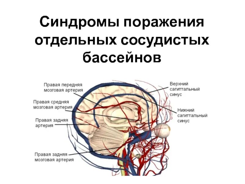 Магистральные артерии мозга. Кровоснабжение головного мозга каротидный бассейн. Ишемический инсульт височной доли клиника. Вертебробазилярный бассейн головного мозга ишемический инсульт. Синдромы поражения отдельных бассейнов головного мозга.