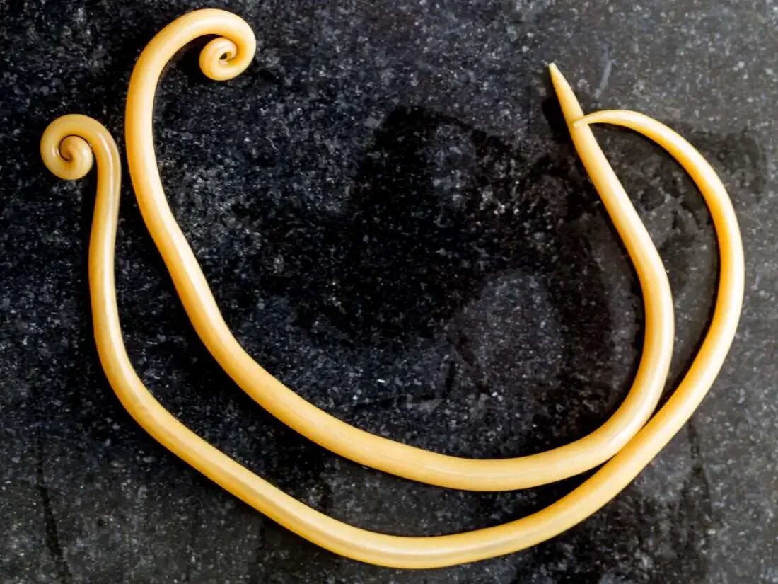 Аскарида трехслойное животное. Гельминты аскариды токсокары. Аскарида трехслойное животное. Тип круглые черви нематоды. Круглые черви нематоды паразиты.