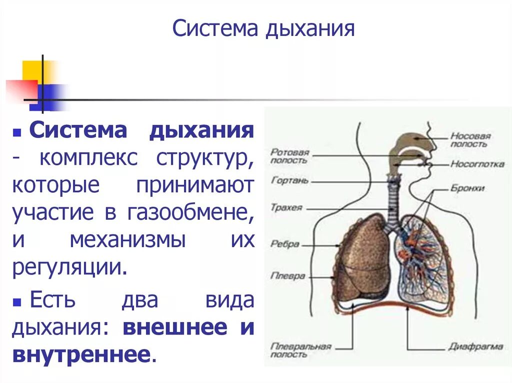 Дыхательная система человека строение 3 класс. Строение системы органов дыхания человека. Дыхательная система органов дыхания рис 52. Схема дыхательной системы биохимия. Дыхание с помощью легких впервые появляется у