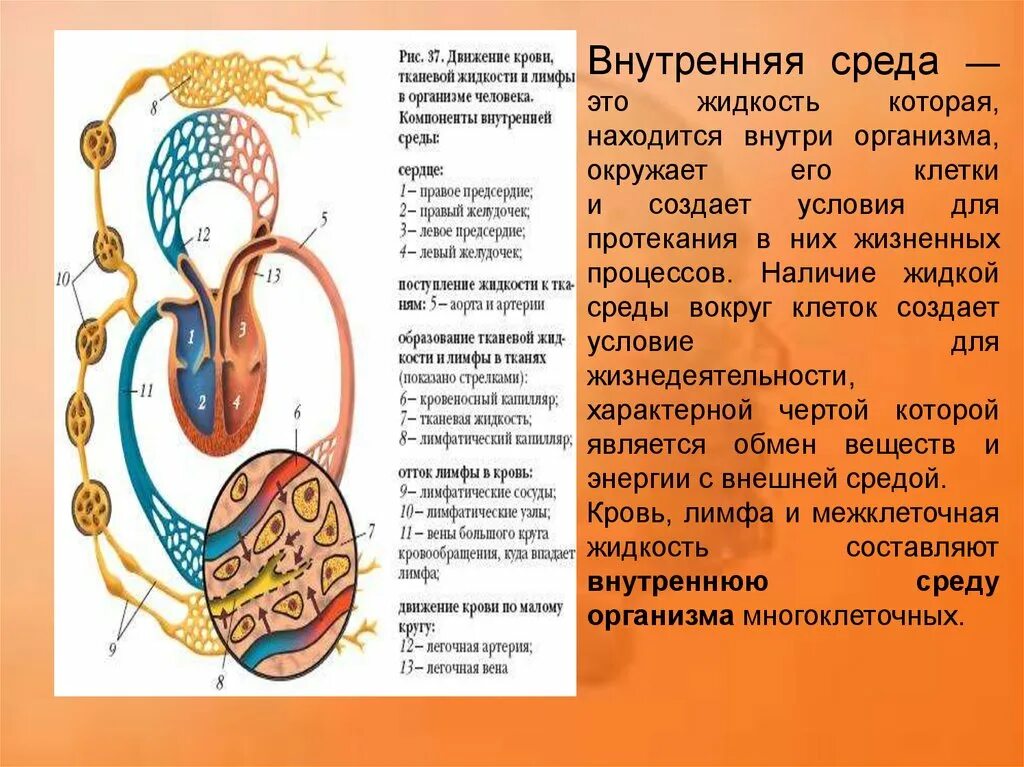 Движение крови биология 8 класс. Последовательность преобразований внутренней среды организма. Биология 8 класс внутренняя среда организма кровь. Схема превращения жидкостей внутренней среды организма. Внутренняя среда организма лимфа.