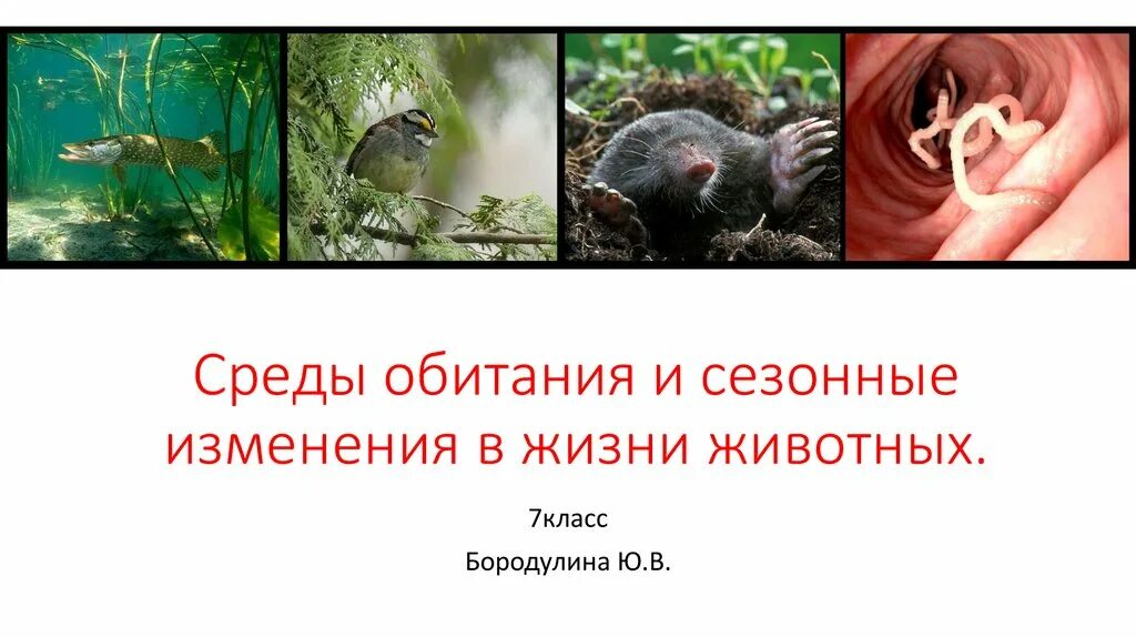 Какие происходят изменения в жизни животных летом. Среды жизни животных. Сезонные изменения в жизни животных. Сезонные изменения в жизни животных 7 класс. Среды обитания и сезонные изменения в жизни животных 7 класс.