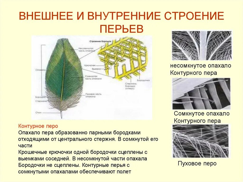 Строение опахала контурного пера. Внешнее строение контурного пера. Строение пера птицы внутреннее опахало. Внешнее строение и строение перьев лабораторная работа. Изучение строения пера птицы