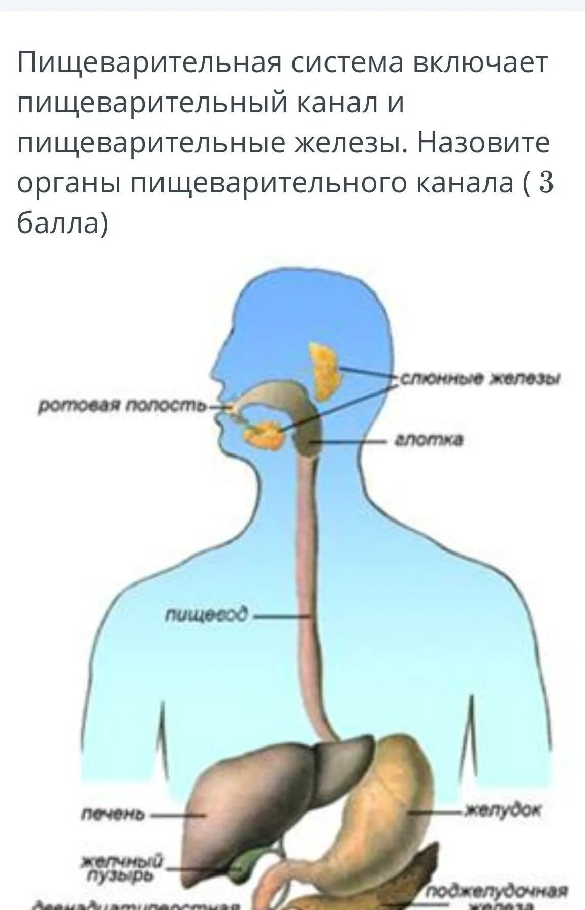 Двенадцатиперстная кишка глотка пищевод. Система пищеварения человека анатомия. Строение пищевой системы человека. Анатомическое строение пищеварительной системы. Строение пищеварительного тракта человека схема.