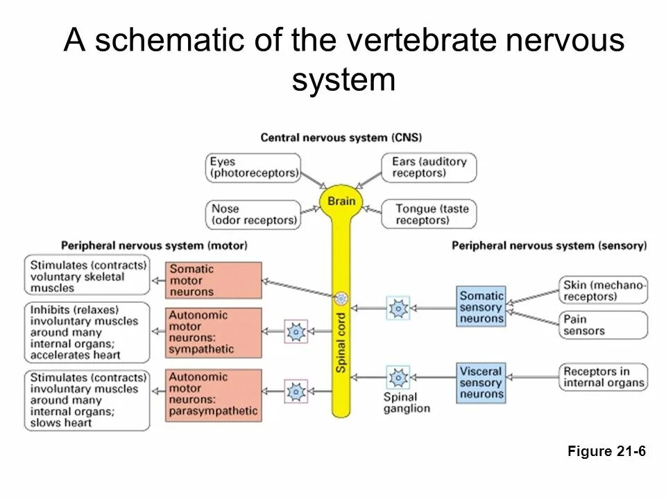 Neural system. Classification receptors. autonomic nervous system. classification of nervous system. classification of neurons.