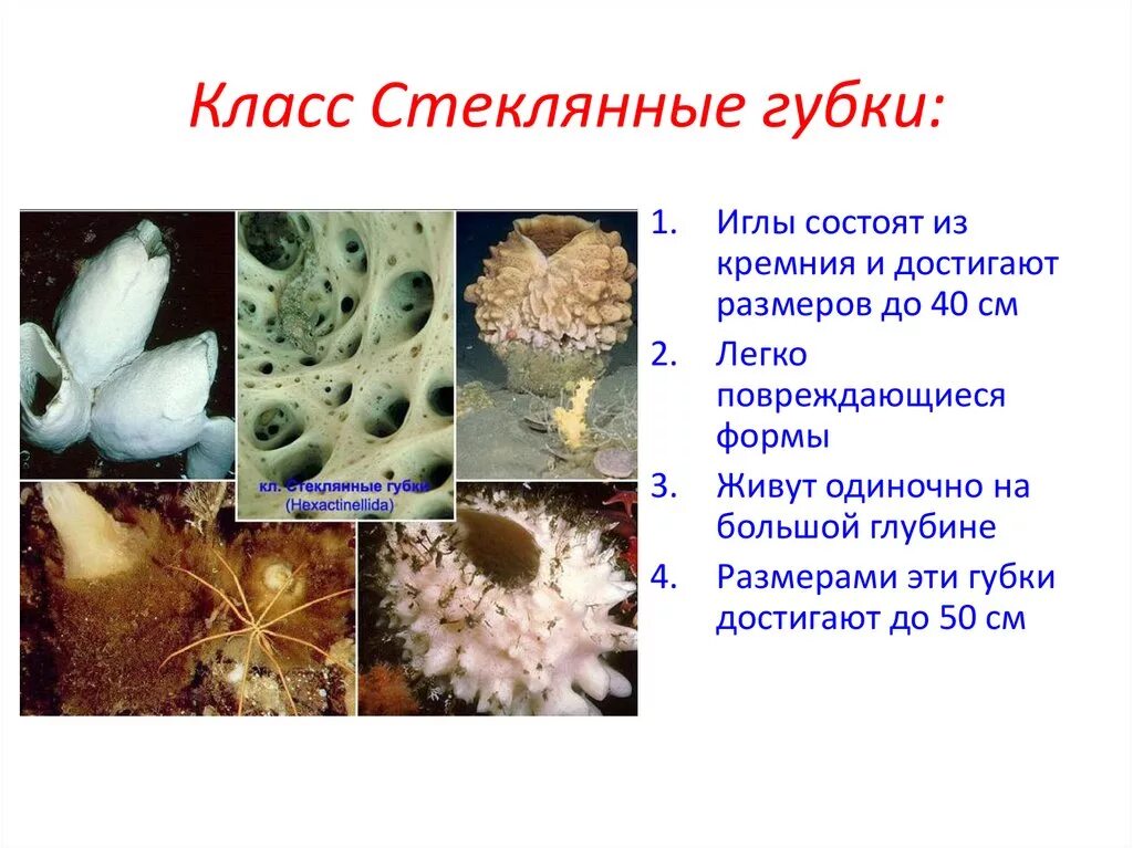 Тип губки размеры. Класс стеклянные губки. многоклеточные беспозвоночные тип губки.
