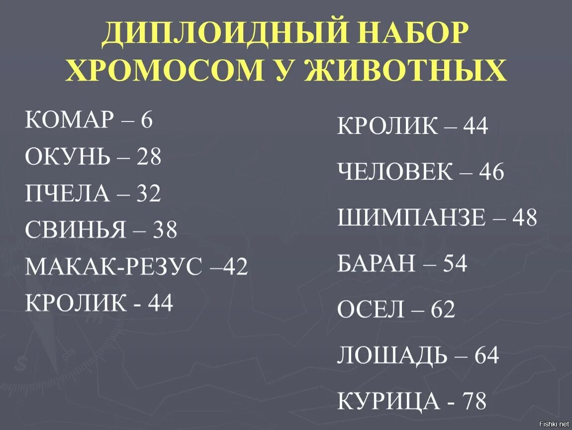У кого 48 хромосом. Диплоидный набор хромосом у животных. сколько храмамасом у человека. скольхромосом у человека. сколькоьхромомос у человека.