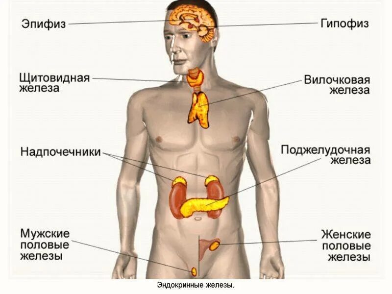 Железы внутренней секреции анатомия. Железы внутренней секреции и их расположение в организме. Эндокринная система человека строение желез. Эндокринная система поджелудочной железы.