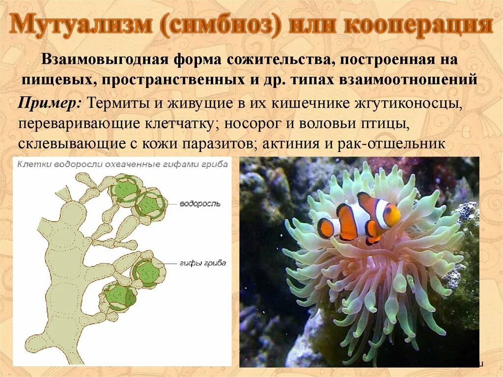 Мутуализм. Симбиоз мутуализм. Симбиоз кооперация мутуализм. Мутуализм кооперация комменсализм.