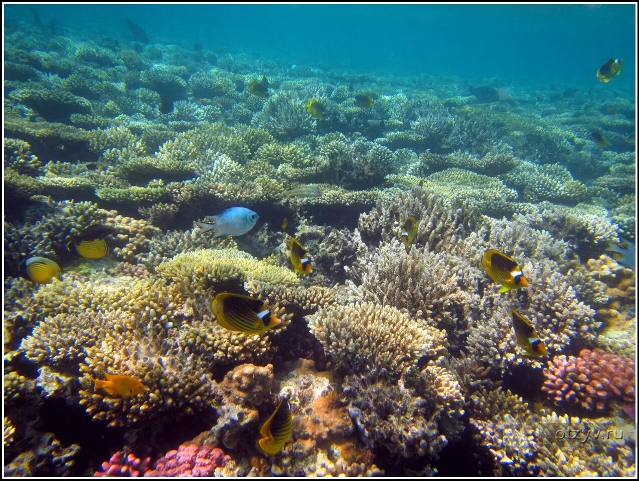 Coral хургада. Египет Хургада риф. Рифы в Хургаде. Кораллы в Египте Хургада.