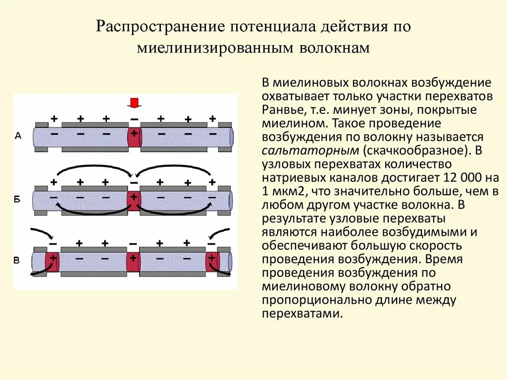 Распространение пд. Схема передачи импульса по миелиновому волокну. Механизм проведения возбуждения по миелиновым волокнам. Механизм распространения потенциала действия нервного волокна. Механизм проведения нервного импульса по мякотным нервным волокнам..