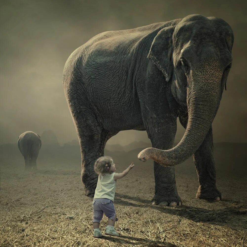 Father elephant. Слон. Слон мальчик. Слоны и люди.