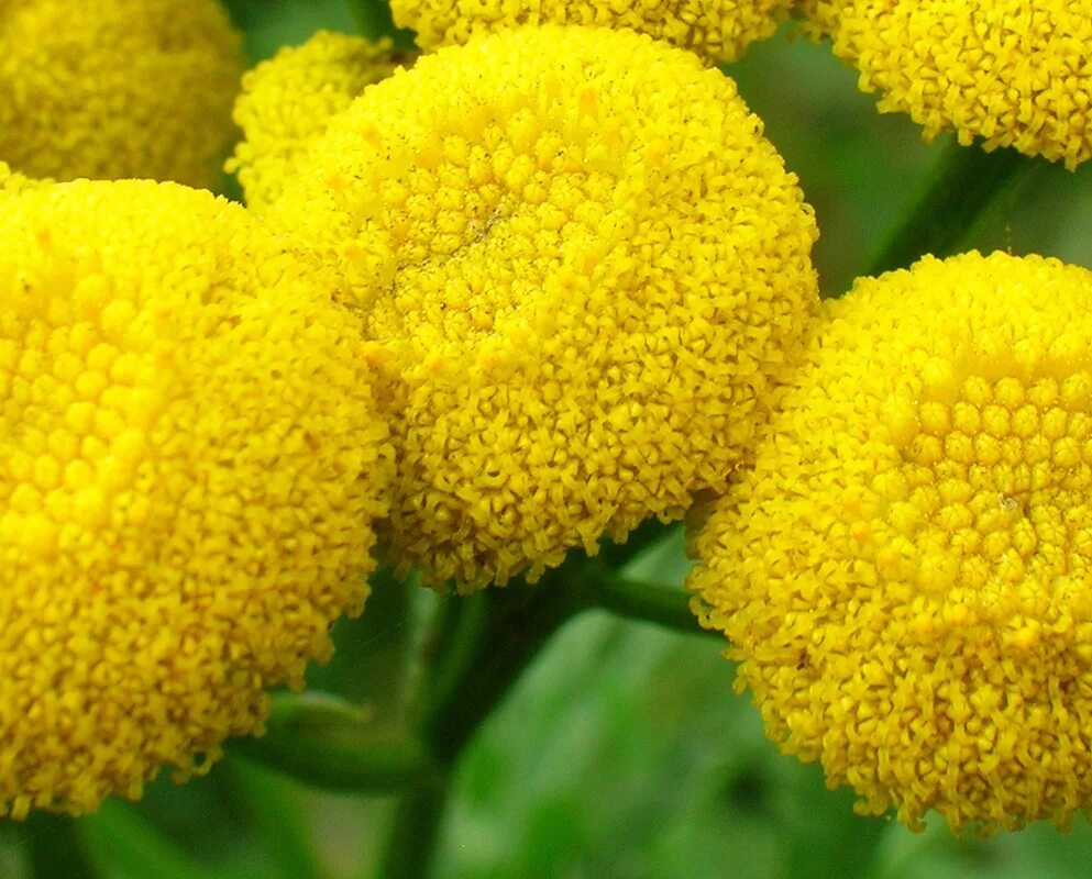 Трубчатые растения. Пижма Tanacetum vulgare. Пижма обыкновенная (Tanacetum vulgare). Пижма соцветие. Пижма гуронская.