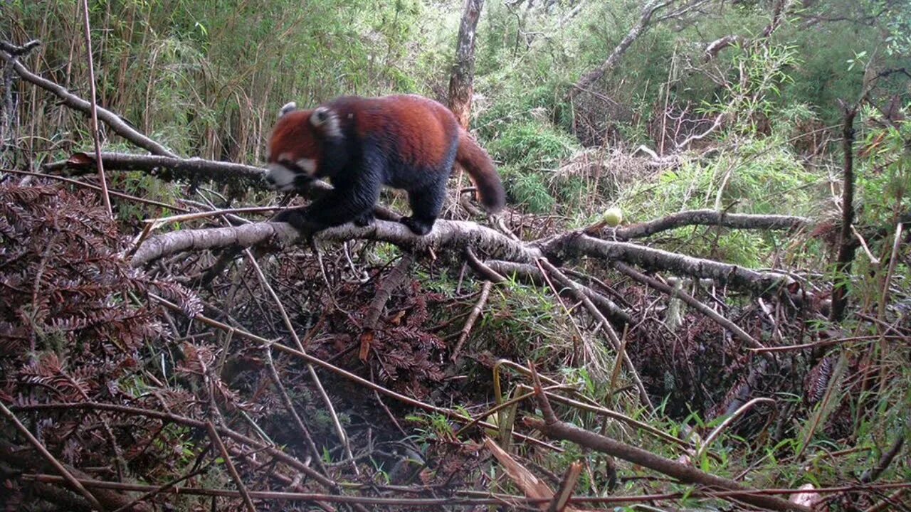 Destroy wildlife. Красная Панда фото. Малая Панда вырубка лесов. Habitat Destruction. Вымирание животных из за вырубки лесов.