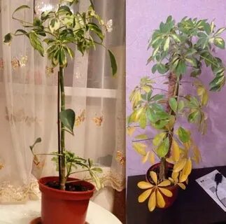 Шефлера опадают листья что делать