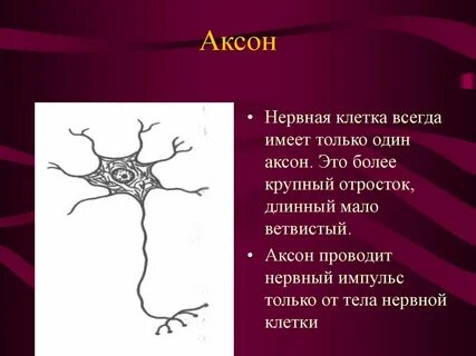 Аксона