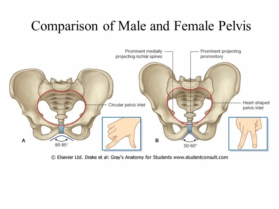 Подвздошная кость лонная кость. Есть ли лобковая кость. Седалищная кость кость анатомия. Есть ли лобковая кость. Строение таза лунная кость.