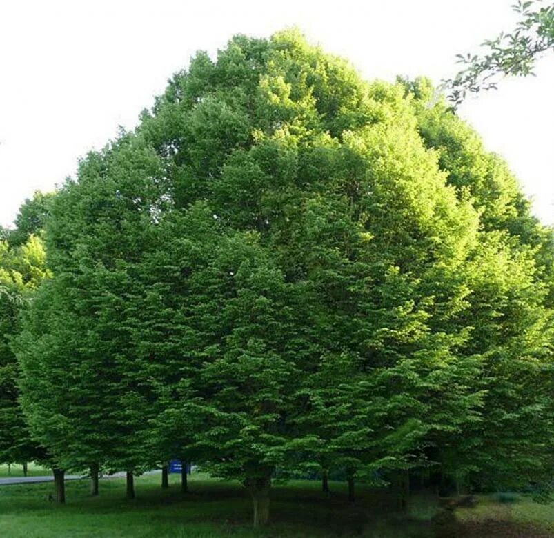 Какие деревья растут возле школы. Граб Каролинский. Граб обыкновенный. Граб обыкновенный дерево. Граб кавказский Carpinus Caucasica.
