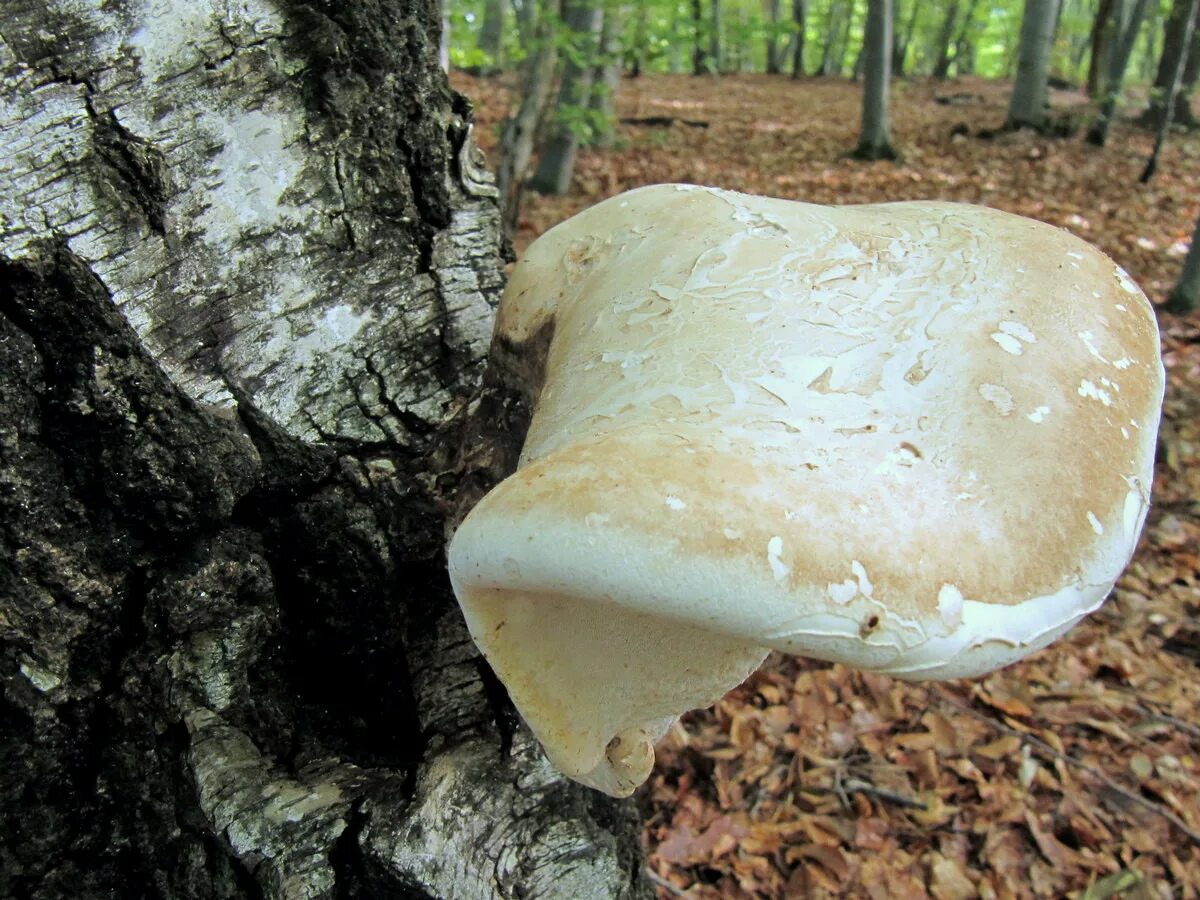 Гриб пила. Polyporus betulinus. Трутовик Березовая губка. Piptoporus betulinus. Березовая губка Piptoporus betulinus.