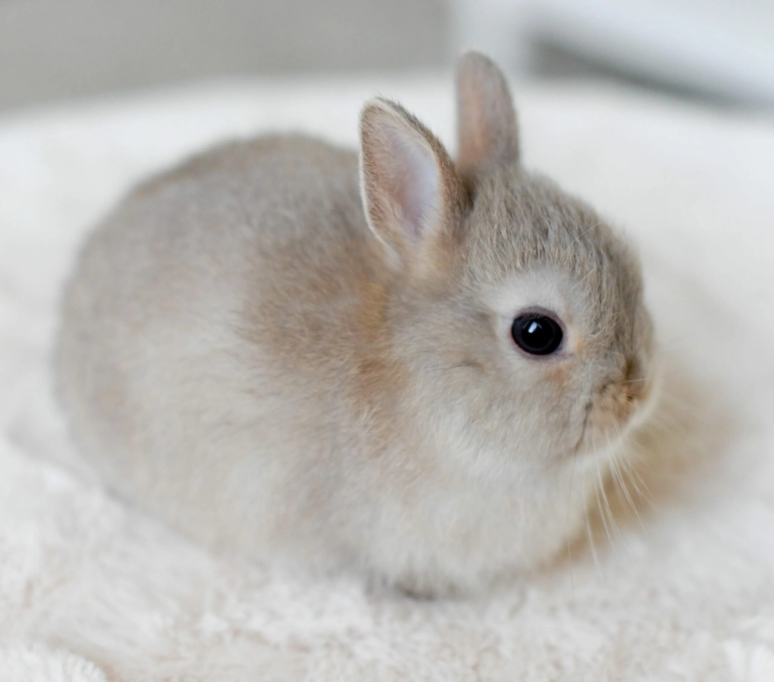 Карликовый Русак кролик. Кролик Пигмей белый. Кролики декоративные Карликовые Банни. Карликовый кролик Пигмей белый. Домашний маленький кролик