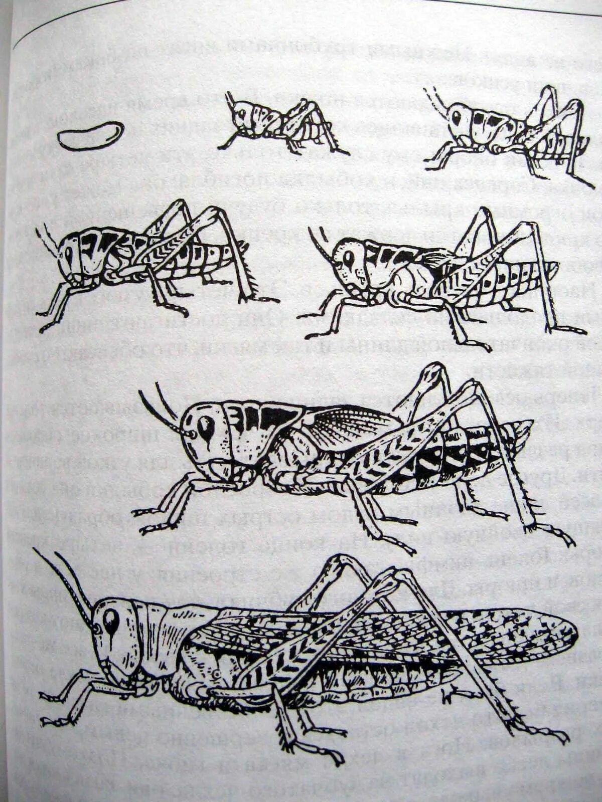 Какое развитие у азиатской саранчи. Яйцо личинка Имаго кузнечик. Саранча метаморфоз. Саранча Имаго и личинки. Жизненный цикл саранчи.