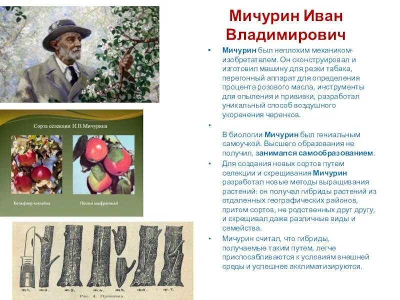Работа мичурина селекция. Работа мичурина селекция