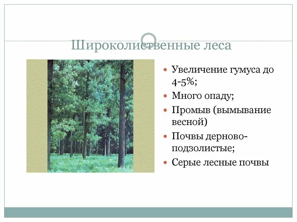 Широколиственные леса таблица. Содержание гумуса в смешанных лесах. Широколиственные леса почвы в России. Слой гумуса в смешанных лесах. Типы почв характерны для смешанных лесов