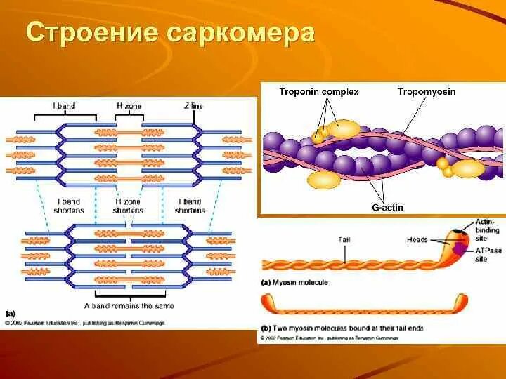 Саркомер актин и миозин. Саркомер ионы кальция. Саркомер строение гистология. Строение мышцы актин и миозин. Миозин мышечной ткани