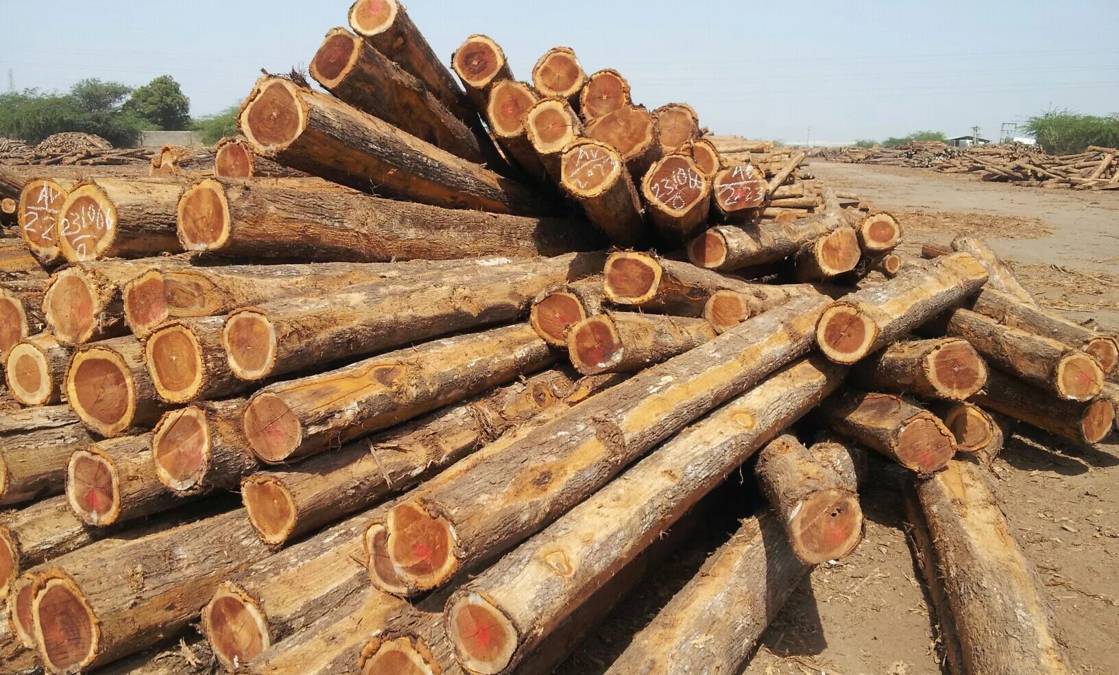 Бревно. Дубовое бревно. Дерево бревно. Бревно акации. T me buy logs