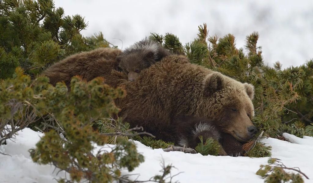 Медведь весной картинки. Медведь Гризли Берлога. Бурый медведь с медвежатами в берлоге.