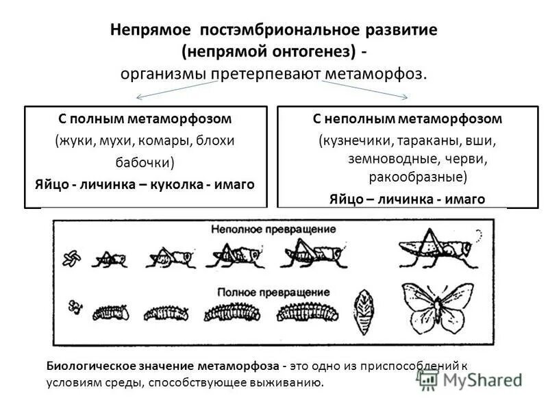 Божья коровка неполное превращение. Схема непрямого развития с полным метаморфозом. Схема постэмбрионального развития.