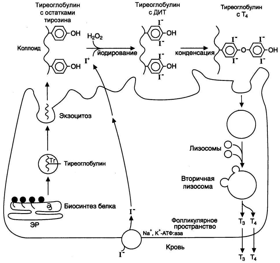 Тироксин ферменты. Схема синтеза тиреоидных гормонов. Схема синтеза йодтиронинов биохимия. Схема с нтеза тироидных гормонов. Схема синтеза тироксина биохимия.