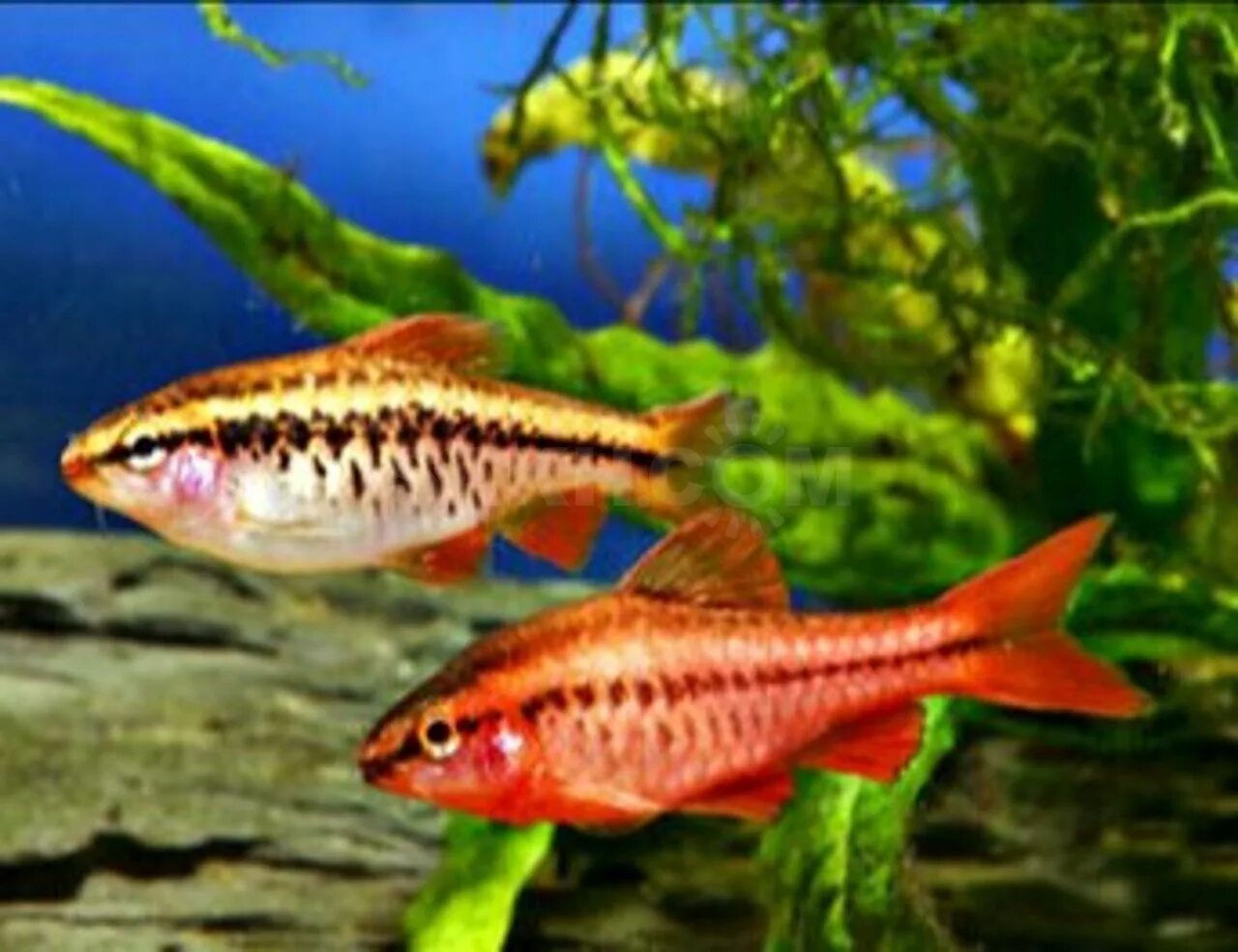 Рыба вишня. Барбус вишневый (puntius titteya). Рыбка барбус вишневый. Барбус вишневый. Рыба вишня.