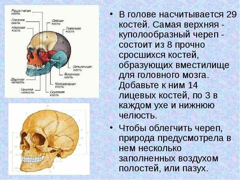 Какие кости самые крепкие. Самая прочная кость черепа. Самая крепкая кость черепа. Самая прочная часть черепа человека. Самая прочная кость у человека в черепе.