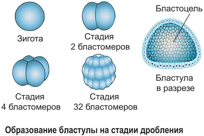 Деление клетки онтогенез. Онтогенез Бластуляция. Зигота морула бластула гаструла нейрула. Дробление зиготы этапы онтогенеза. Бластомеры в бластуле.