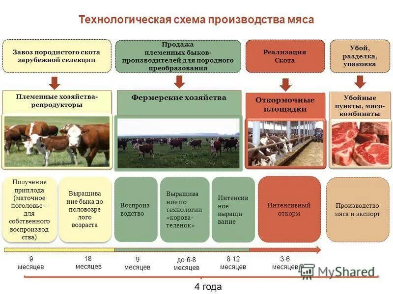 Технология выращивания КРС схема. Производственный процесс выращивания крупного рогатого скота. Крестьянское фермерское хозяйство. Продукция животноводства схема.