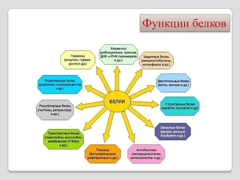 Из перечисленных функций выберите функции белков. Функции белков схема. биологические функции белка. функции белков рисунок. функции белков в виде схемы.